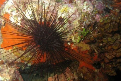 Randonnée palmée à Boulouris - Expérience Côte d'Azur