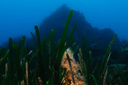 Randonnée palmée à Boulouris - Expérience Côte d'Azur