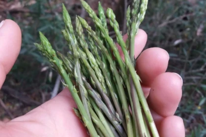 Randonnée plantes sauvages comestibles et médicinales - Expérience Côte d'Azur