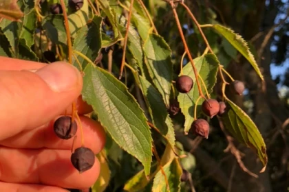 Randonnée plantes sauvages comestibles et médicinales - Expérience Côte d'Azur