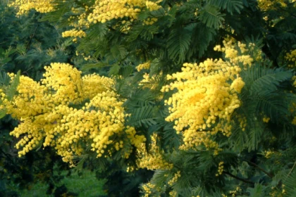 Route du Mimosa - Excursion en autocar - Expérience Côte d'Azur