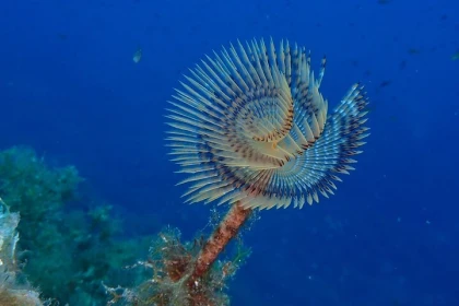 Saint-Raphaël : Snorkeling au coucher du soleil + apéritif - Expérience Côte d'Azur