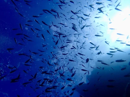 Saint-Raphaël : Snorkeling au coucher du soleil + apéritif - Expérience Côte d'Azur