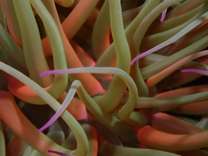 Saint-Raphaël : Snorkeling guidé à l'Île d'Or - Cap Dramont - Expérience Côte d'Azur