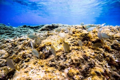 Saint-Raphaël : Snorkeling guidé à l'Île des Vieilles - Anthéor - Expérience Côte d'Azur