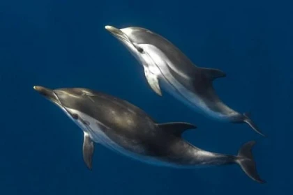 Sortie naturaliste -  Rencontre avec les dauphins - Expérience Côte d'Azur