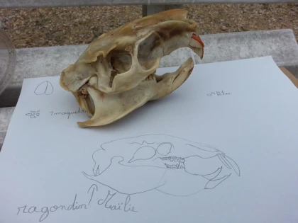 Sortie scolaire : sur les traces des animaux ! - Expérience Côte d'Azur
