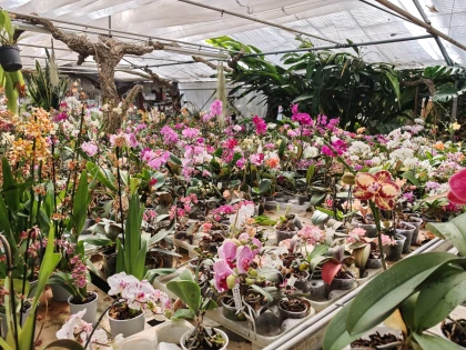 Stage autour des plantes - Orchidées - Expérience Côte d'Azur