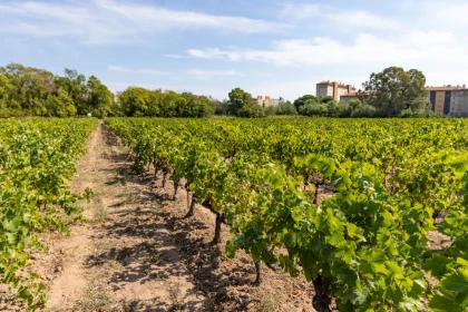 Visite guidée du domaine - Jas des Oliviers - Expérience Côte d'Azur