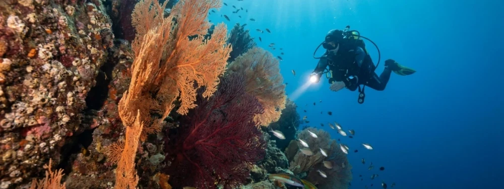 Plongée sous-marine à Saint-Raphaël dans les fonds rocheux de l’Estérel