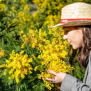 Estérel et les mimosas