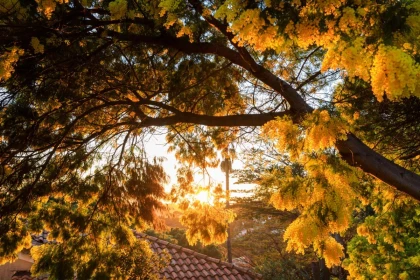Balade naturaliste - Au coeur du Tanneron et ses mimosas - Expérience Côte d'Azur