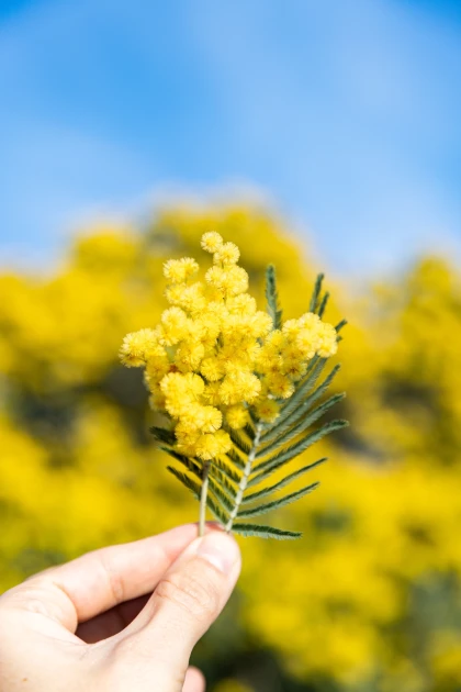 Balade naturaliste - Au coeur du Tanneron et ses mimosas - Expérience Côte d'Azur