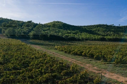 Journée oenologique en Dracénie guidée - Expérience Côte d'Azur