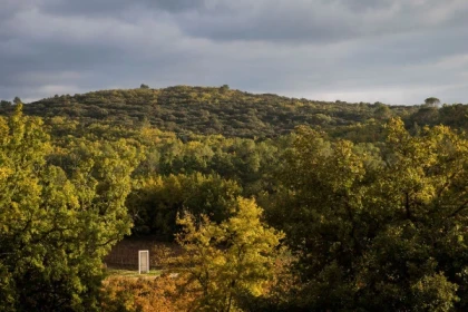 La balade en voiturette dans les vignes - Expérience Côte d'Azur
