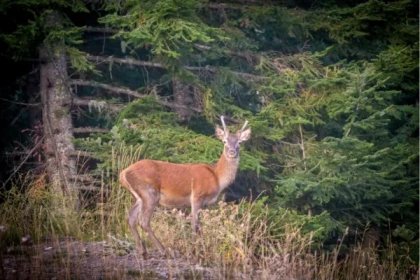 Randonnée Brame du Cerf dans l'Esterel Mandelieu - Expérience Côte d'Azur