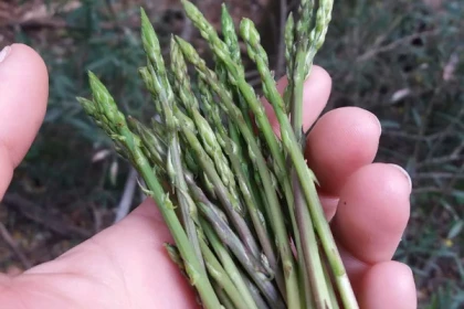 Randonnée plantes sauvages comestibles et médicinales Mandelieu - Expérience Côte d'Azur