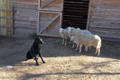 Séance initiation - baby poney - Expérience Côte d'Azur