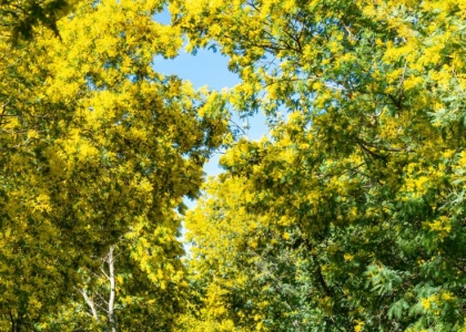 Mimosas - Estérel lac des Peguières