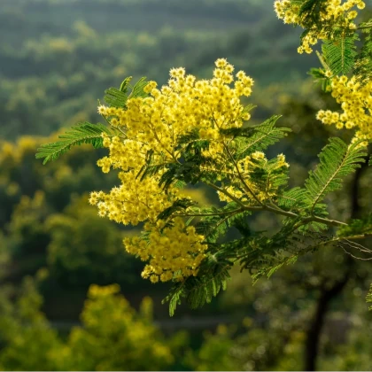 Les mimosas de la Côte d'Azur