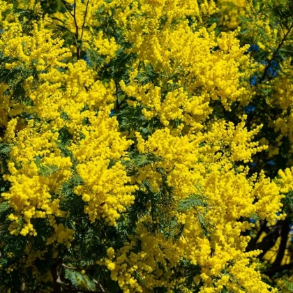 Mimosas en fleurs Sud de la France
