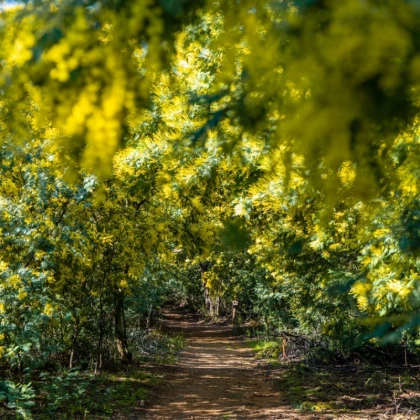 forêts de Mimosa en Pays de Fayence