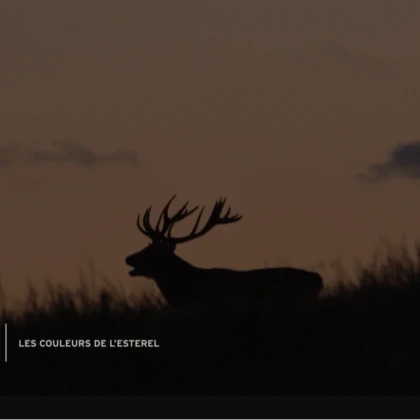 Brame du cerf avec un guide dans l'Estérel