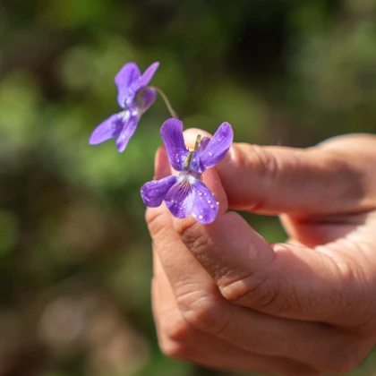 Randonnée avec guide au printemps