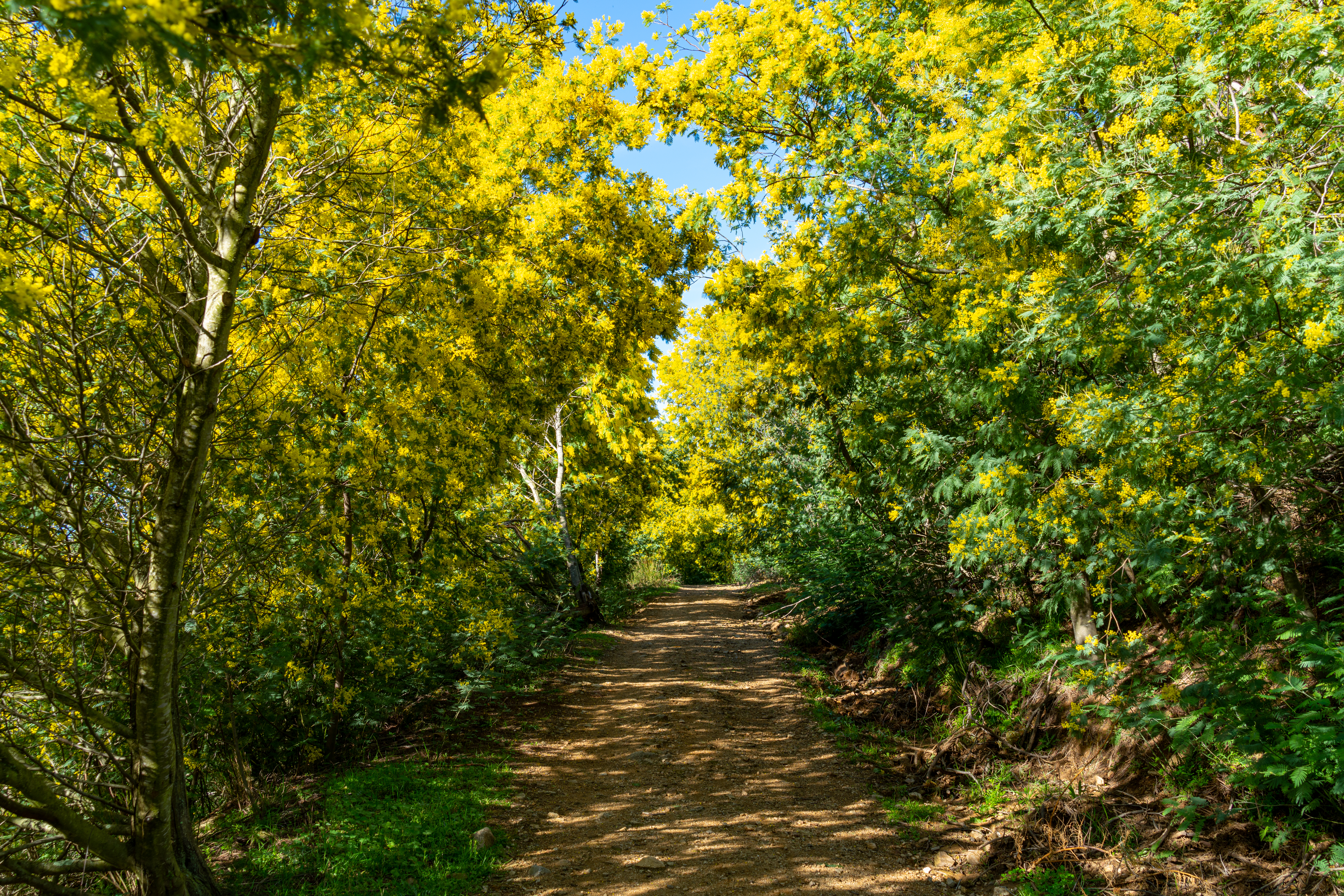 Mimosa - Expérience Côte d'Azur