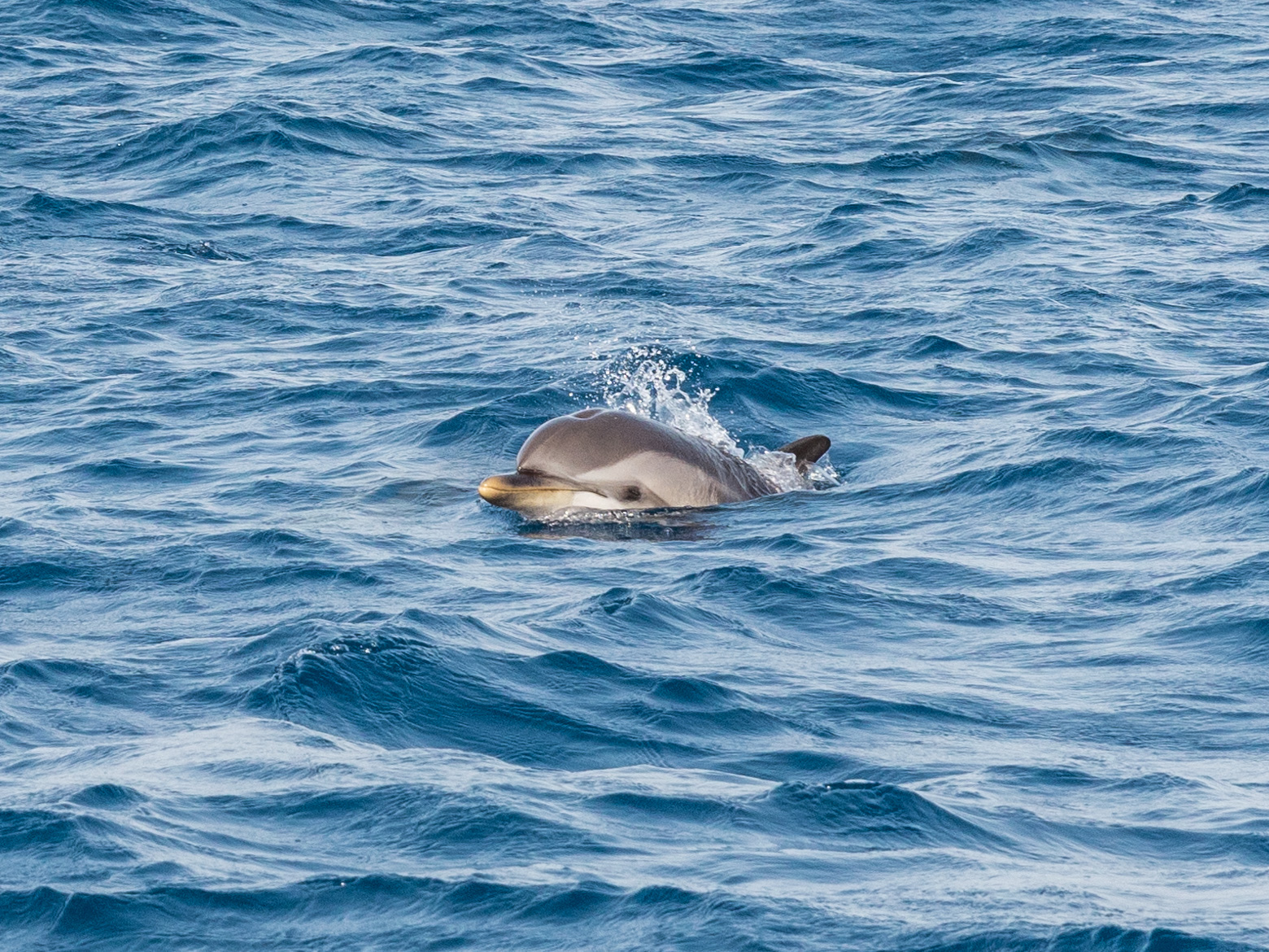 Dauphins - Expérience Côte d'Azur