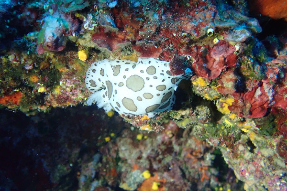 20 000 vies sous la Mer, l'école de la découverte - Expérience Côte d'Azur