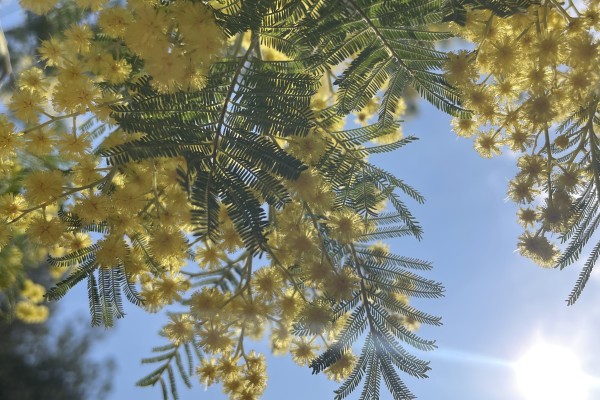 À la découverte de Tanneron : Le Royaume du Mimosa - Expérience Côte d'Azur