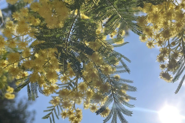 À la découverte de Tanneron : Le Royaume du Mimosa - Expérience Côte d'Azur