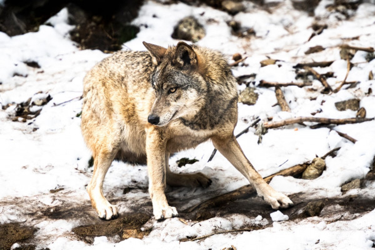 APPRENTI SOIGNEUR - Expérience Côte d'Azur