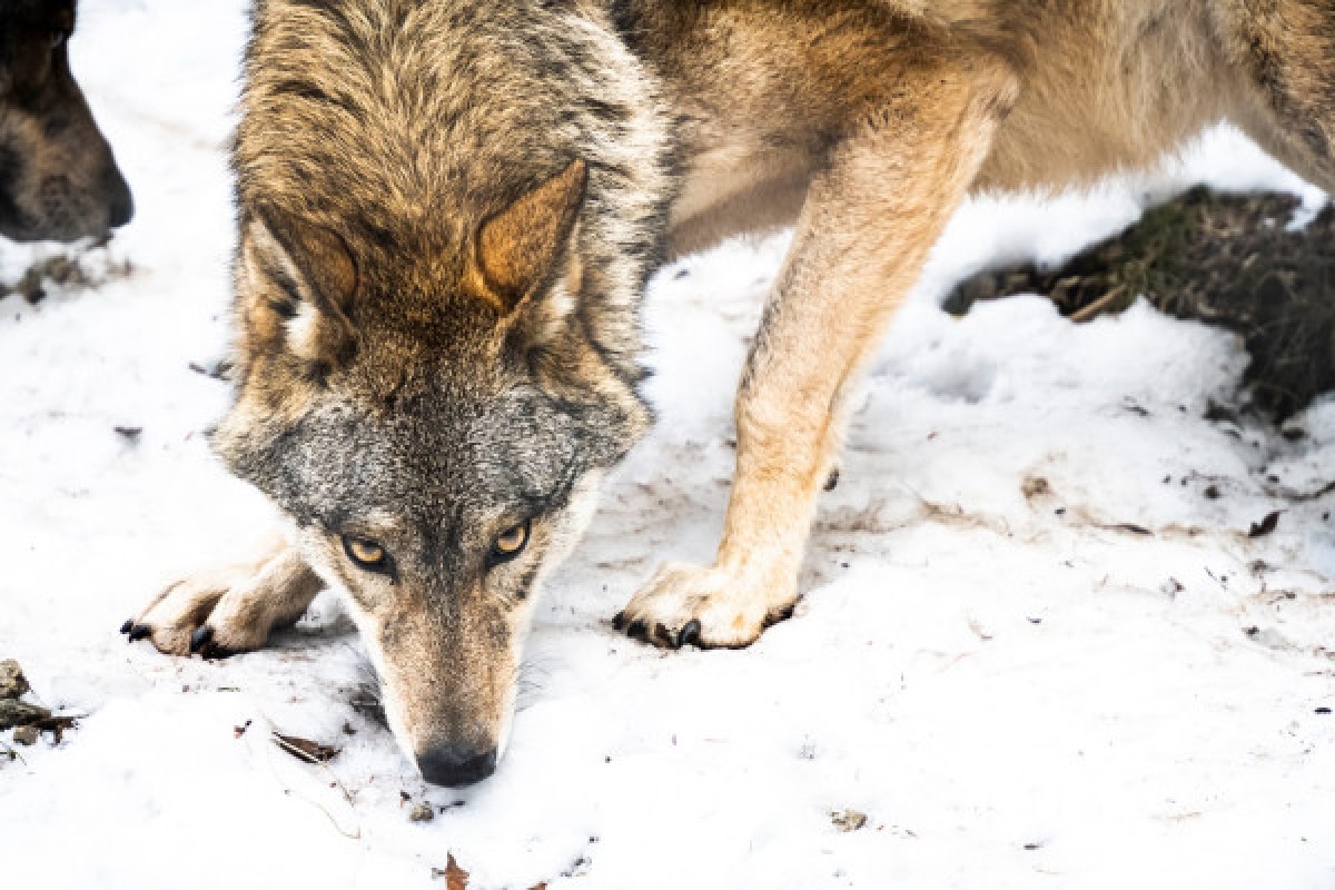 APPRENTI SOIGNEUR - Expérience Côte d'Azur