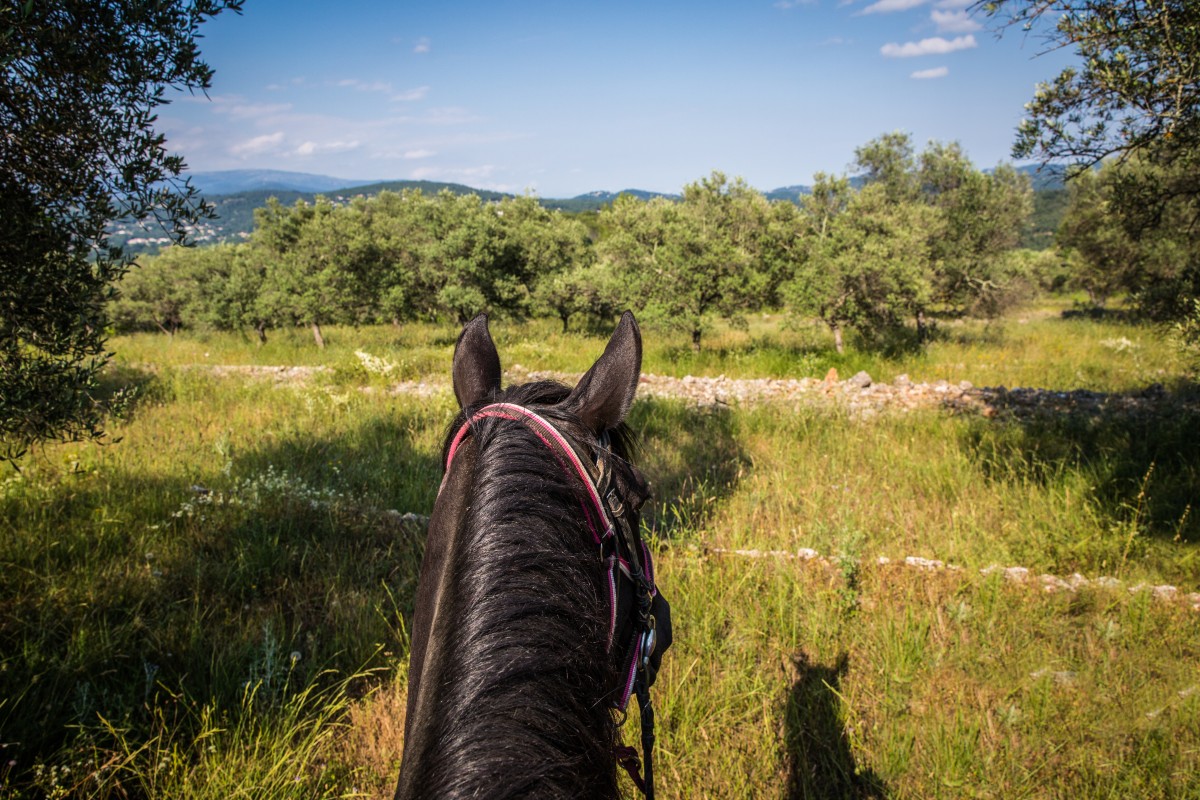 Balade demi-journée à cheval au lac St Cassien - Expérience Côte d'Azur