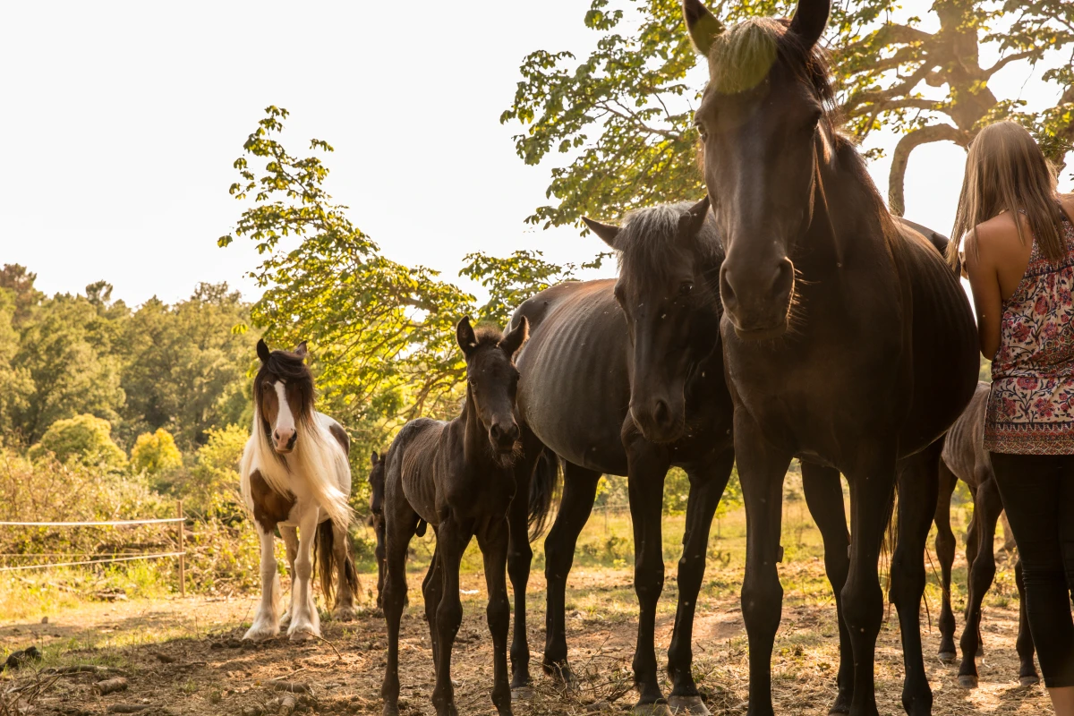 Balade demi-journée à cheval au lac St Cassien - Expérience Côte d'Azur