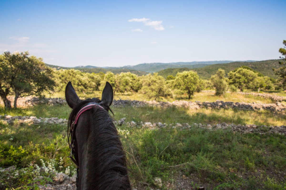 Balade détente à cheval - lac de Saint- Cassien - Expérience Côte d'Azur