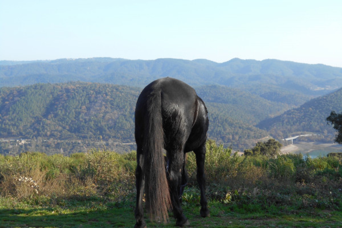 Balade détente à cheval - lac de Saint- Cassien - Expérience Côte d'Azur