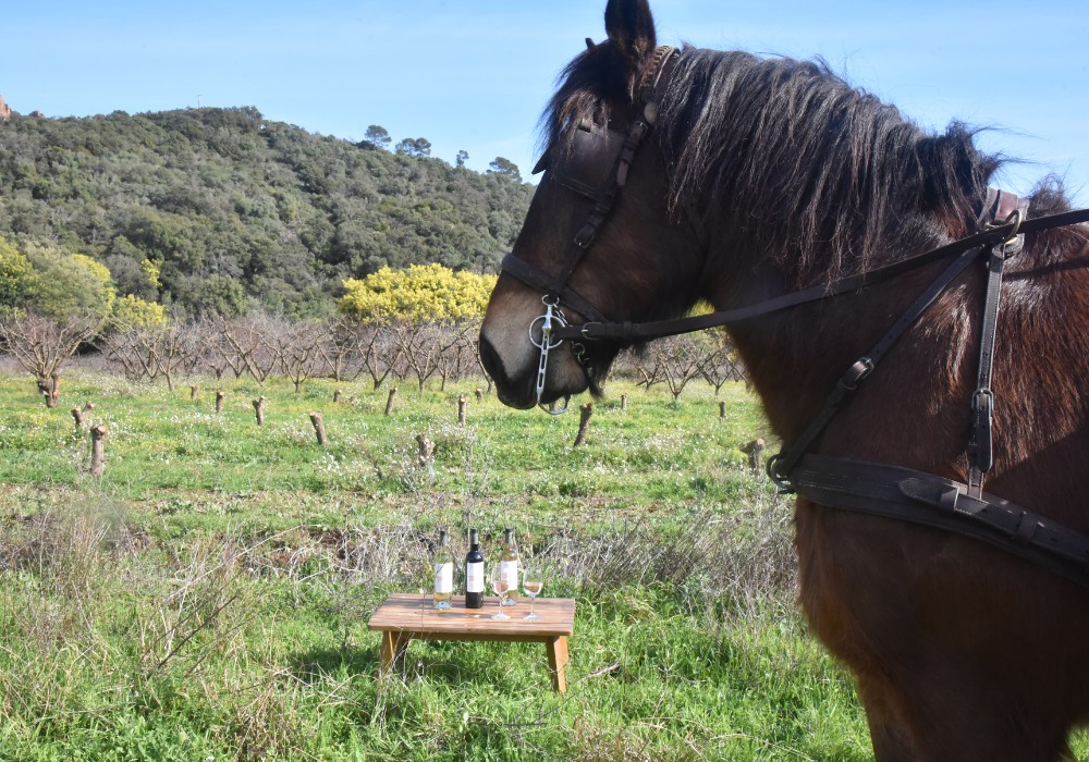 Balade en calèche au cœur des vignes - Expérience Côte d'Azur