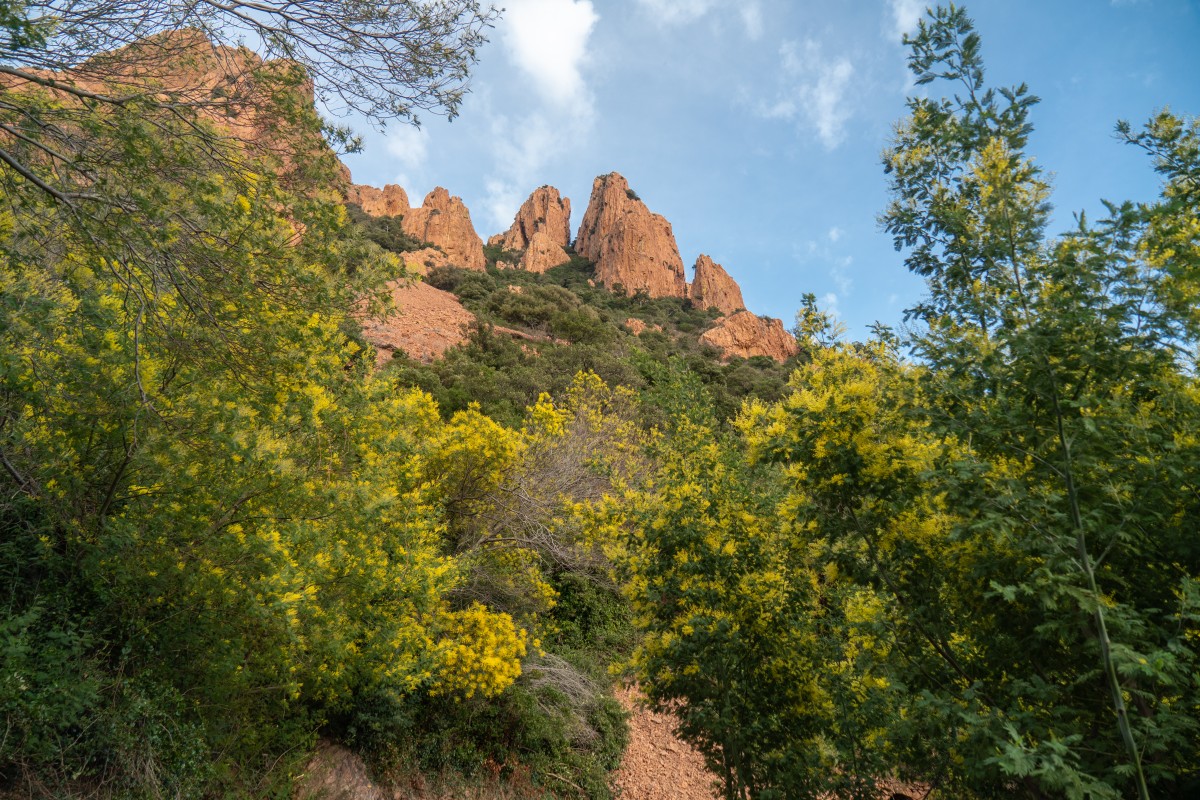 Balade naturaliste - Au coeur de l'Estérel et ses mimosas - Expérience Côte d'Azur