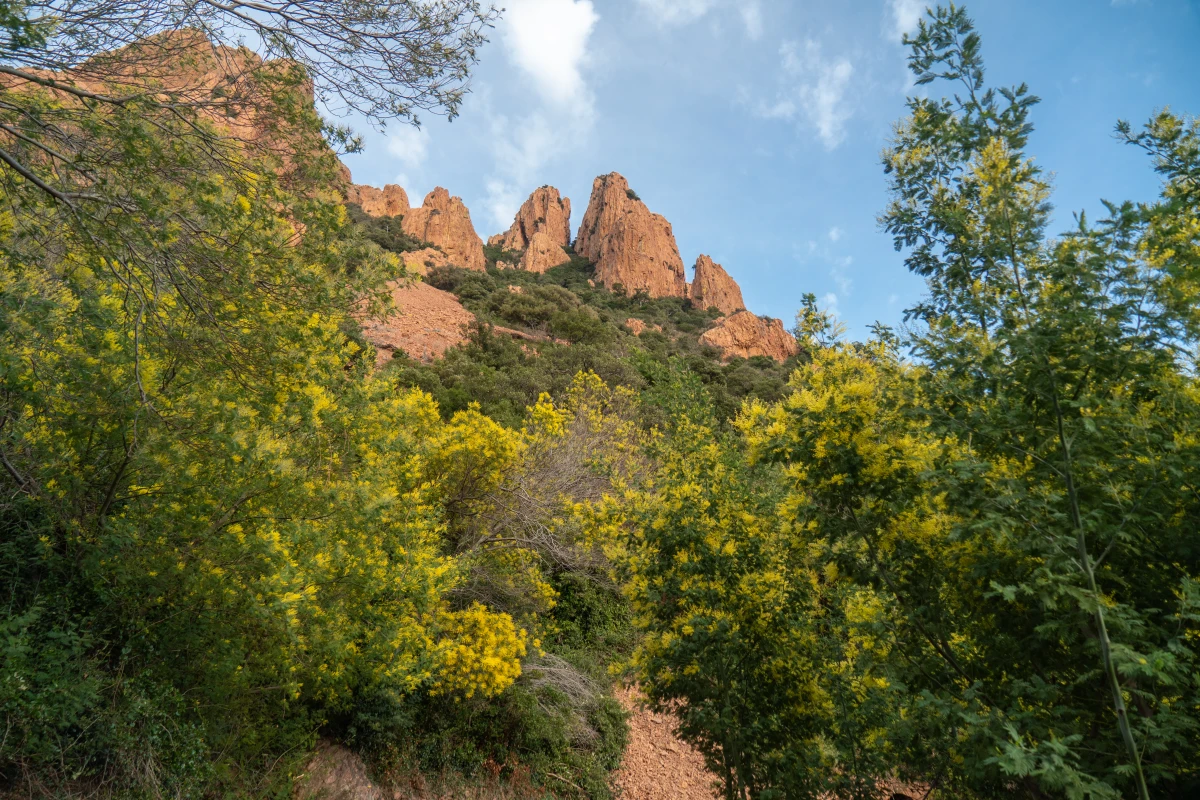 Balade naturaliste - Au coeur de l'Estérel et ses mimosas - Expérience Côte d'Azur