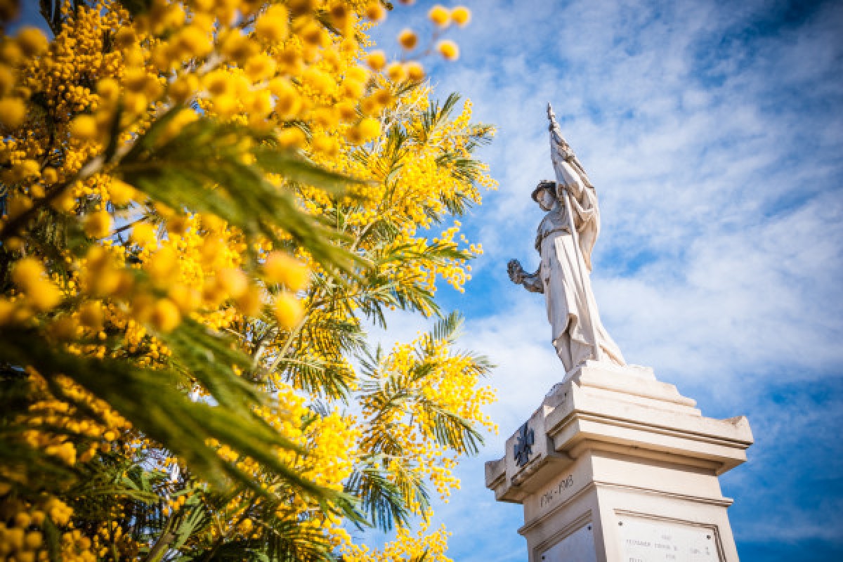 Balade naturaliste - Au coeur du Tanneron et ses mimosas - Expérience Côte d'Azur