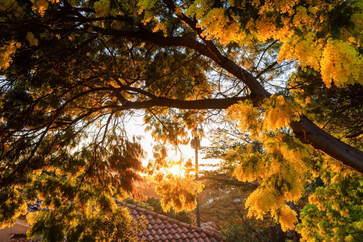 Balade naturaliste - Au coeur du Tanneron et ses mimosas - Expérience Côte d'Azur