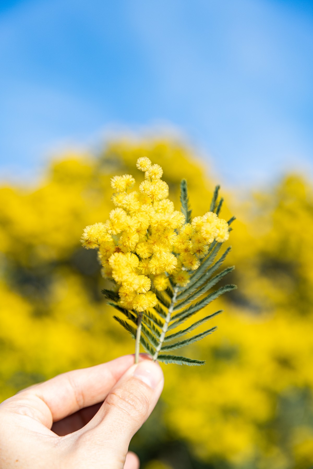 Balade naturaliste - Au coeur du Tanneron et ses mimosas - Expérience Côte d'Azur