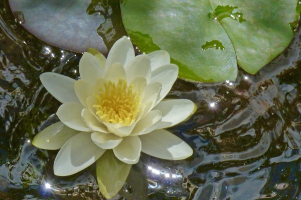 Balades naturalistes de l'étang des nénuphars - Expérience Côte d'Azur