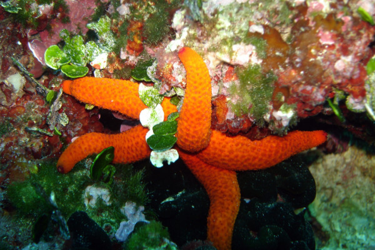 Baptême de plongée - Au départ de plage, Mandelieu - Expérience Côte d'Azur