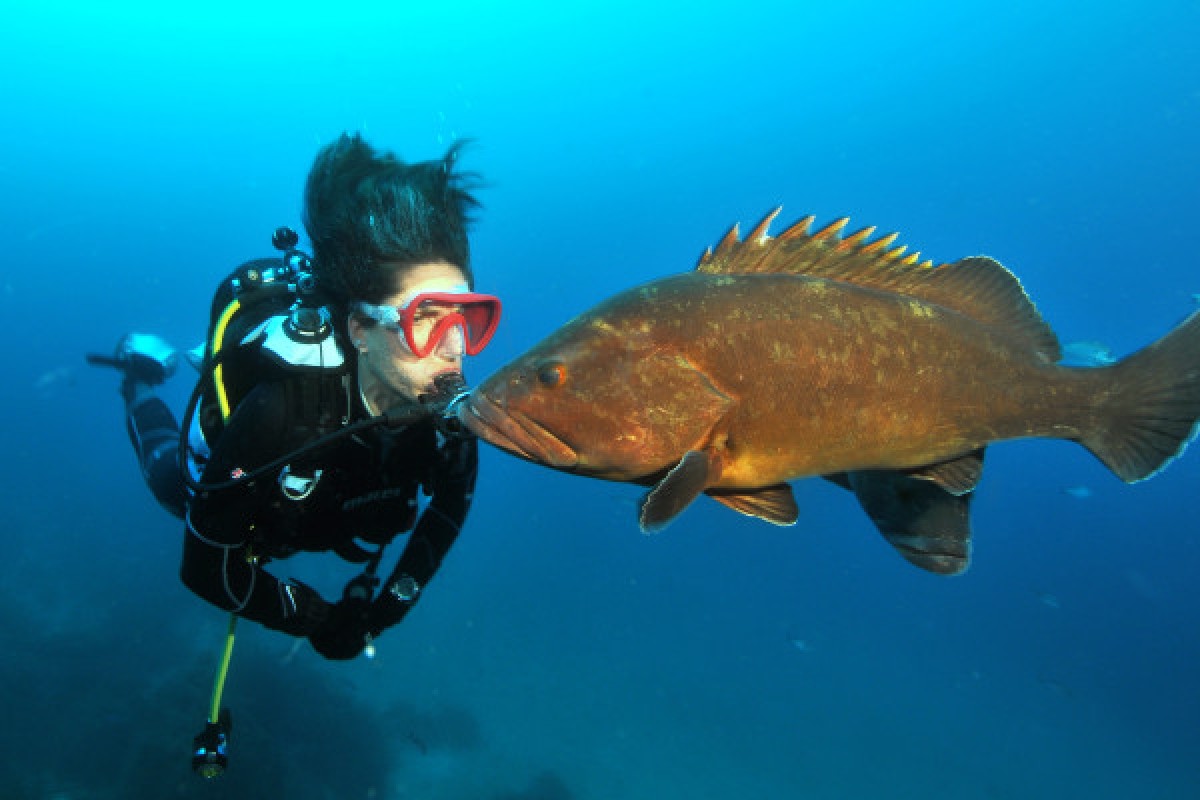 Baptême de plongée Bateau Hyères (Regiondo) - Expérience Côte d'Azur