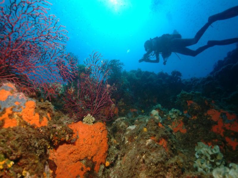 Baptême de plongée Ile d'Or - Saint-Raphaël - Expérience Côte d'Azur