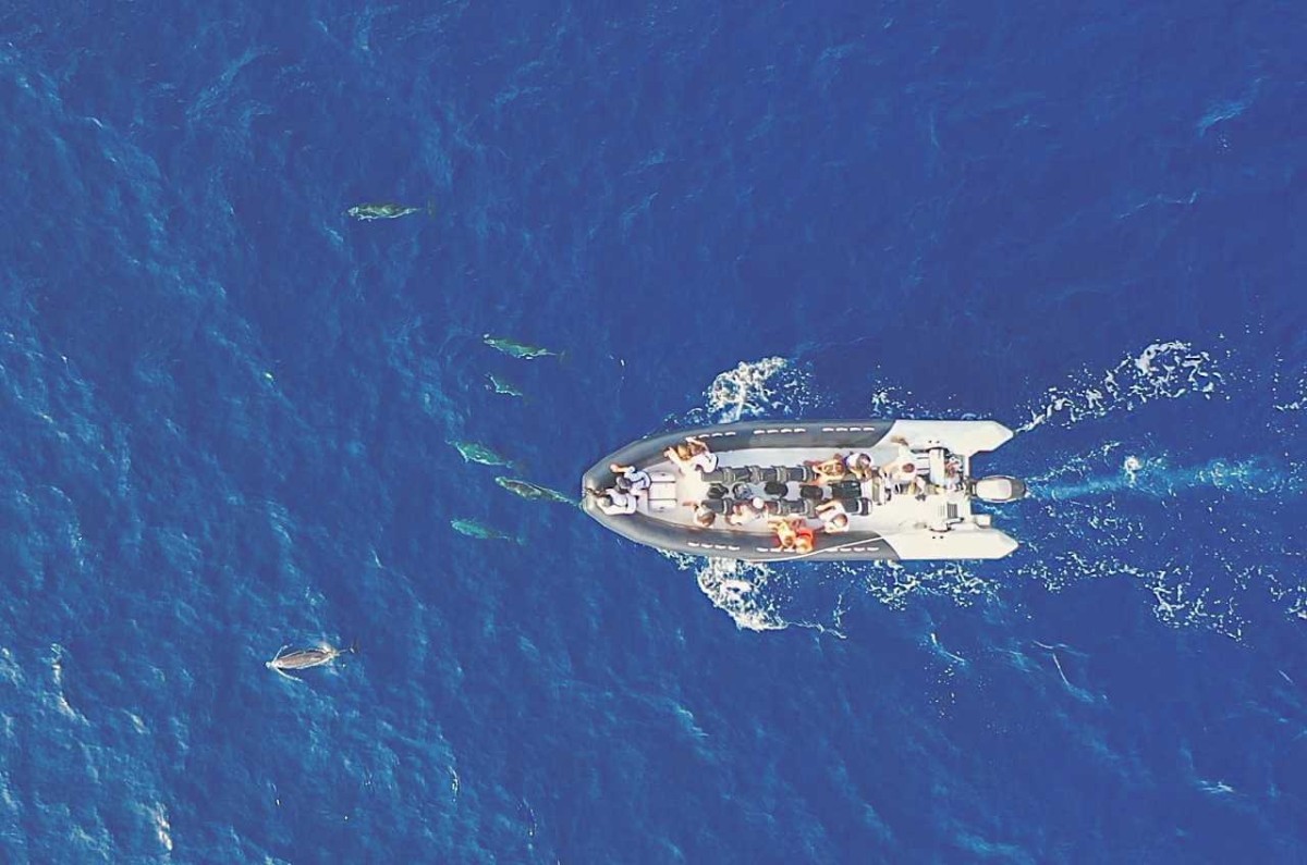 Dauphins & cétacés - Expérience Côte d'Azur